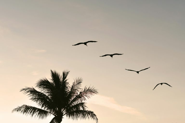 Cuatro aves que estan despegando en fila ascendente simbolizando el ascenso acelerado del gasto en educación.